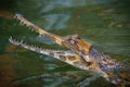 Malayan gharial Tomistoma schlegelii Royalty Free Stock Photo