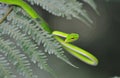 Malayan Green Whipsnake Royalty Free Stock Photo