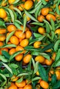 Malayan kumquat fortunella foliage and fruit background