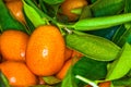 Malayan kumquat fortunella foliage and fruit macro background Royalty Free Stock Photo