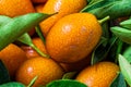 Malayan kumquat fortunella foliage and fruit macro background