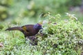 Malayan Laughing-thrush in the natural environment