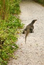 Malayan monitor lizard in nature park