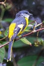 The beautiful Grey-Chinned-Minive F Labuan.