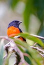 The beautiful Grey-Chinned-Minive M Labuan.