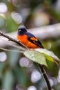 The beautiful Grey-Chinned-Minive M Labuan.