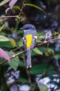 The Grey-Chinned-Minive F Labuan.