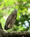 Malayan night heron (juvenile) Royalty Free Stock Photo