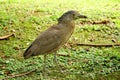 Malayan Night Heron Royalty Free Stock Photo