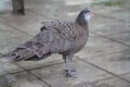 Malayan peacock pheasant focus on tail. blur photo