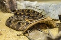 Malayan pit viper