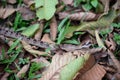 Malayan pit viper