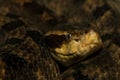 Malayan Pit Viper Snake