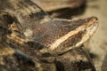 Malayan Pit Viper Snake