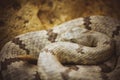 Malayan Pit Viper Snake on sand