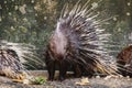 Malayan Porcupine & x28;Hystrix brachyura