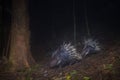 Malayan porcupineHystrix brachyura in forest