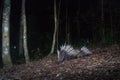 Malayan porcupineHystrix brachyura in forest