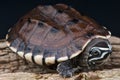 Malayan snail-eating turtle Royalty Free Stock Photo