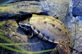 Malayan snail-eating turtle, Malayemys macrocephala