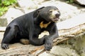 Malayan Sun Bear Royalty Free Stock Photo