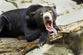 Malayan Sun Bear Royalty Free Stock Photo