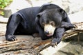 Malayan Sun Bear Royalty Free Stock Photo