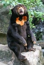 Malayan Sun Bear Royalty Free Stock Photo