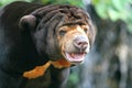 Malayan Sun Bear