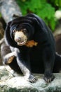 Malayan sun bear Royalty Free Stock Photo