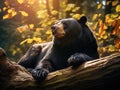 Malayan sun bear