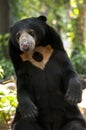 Malayan sun bear Royalty Free Stock Photo