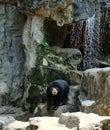 Malayan Sun Bear at The Artificial Waterfall