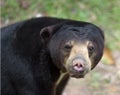 Malayan sun bear Royalty Free Stock Photo