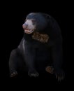 Malayan sun bear in dark background Royalty Free Stock Photo
