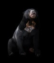 Malayan sun bear in dark background Royalty Free Stock Photo