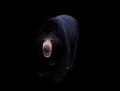 Malayan sun bear in dark background Royalty Free Stock Photo