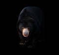 Malayan sun bear in dark background Royalty Free Stock Photo