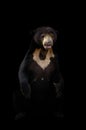 Malayan sun bear in dark background Royalty Free Stock Photo