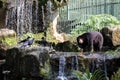 Malayan sun bear Royalty Free Stock Photo