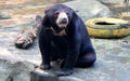 Malayan sun bear Royalty Free Stock Photo