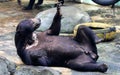 Malayan sun bear Royalty Free Stock Photo
