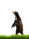 Malayan sun bear with green grass isolated Royalty Free Stock Photo
