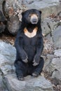 Malayan sun bear Royalty Free Stock Photo