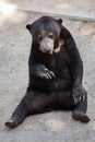 Malayan sun bear Helarctos malayanus Royalty Free Stock Photo