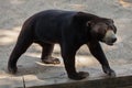 Malayan sun bear Helarctos malayanus Royalty Free Stock Photo