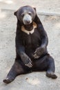 Malayan sun bear Helarctos malayanus Royalty Free Stock Photo