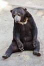 Malayan sun bear Helarctos malayanus Royalty Free Stock Photo