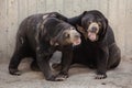 Malayan sun bear Helarctos malayanus