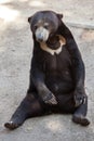 Malayan sun bear Helarctos malayanus Royalty Free Stock Photo